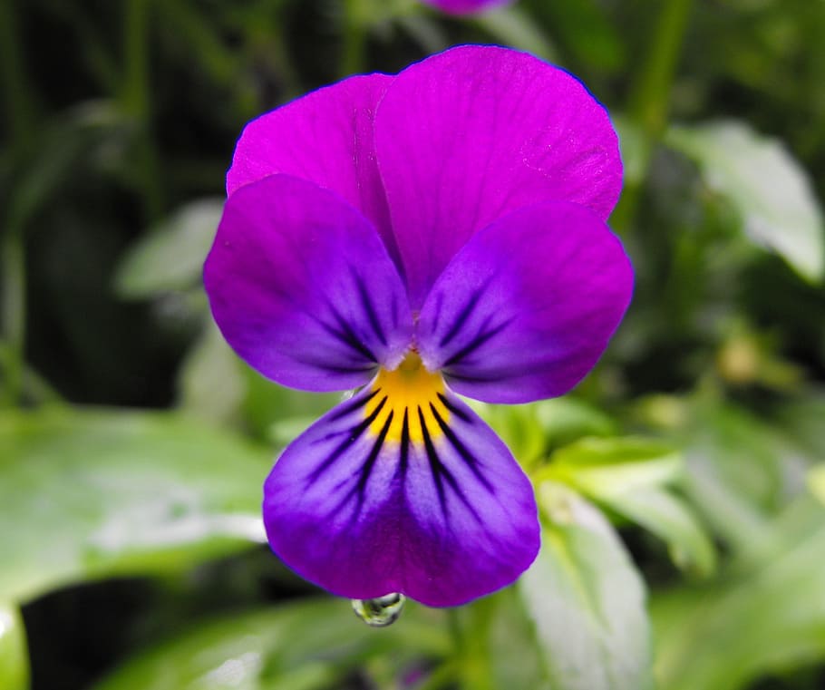 flower, pansy, bloom, blossom, petals, nature, plant, colorful HD wallpaper