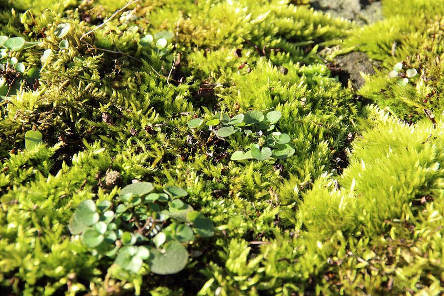moss, forest, soft, green, fluffy, green color, growth, plant HD wallpaper
