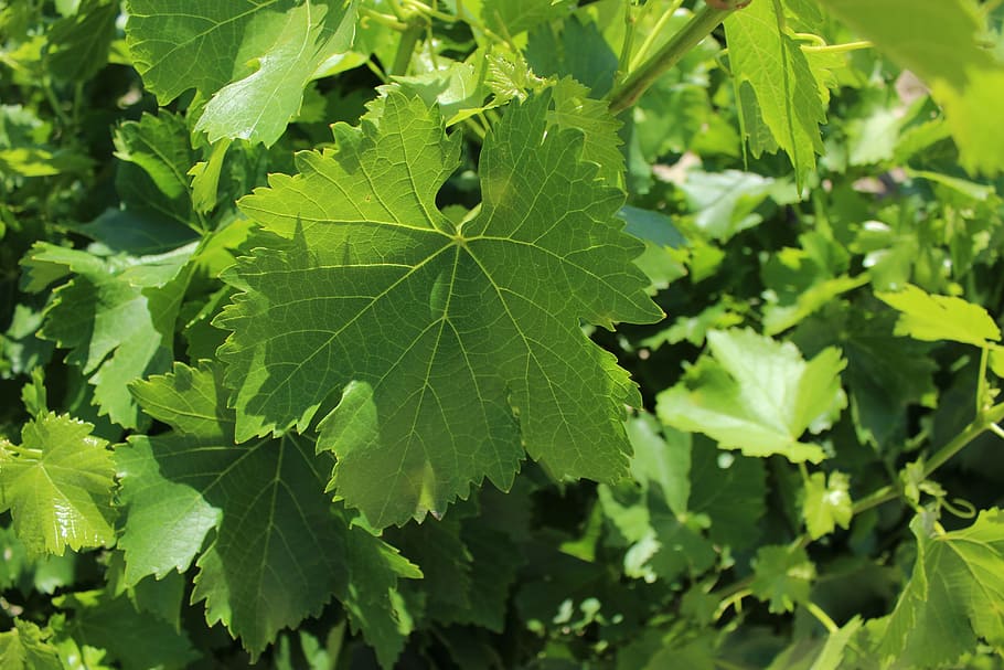 grape leaves closeup, vine, leaf, portugal, summer, properties HD wallpaper
