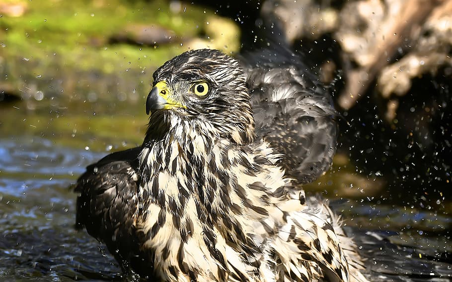 birds, astor, bathing, animal, nature, wildlife, carnivore HD wallpaper