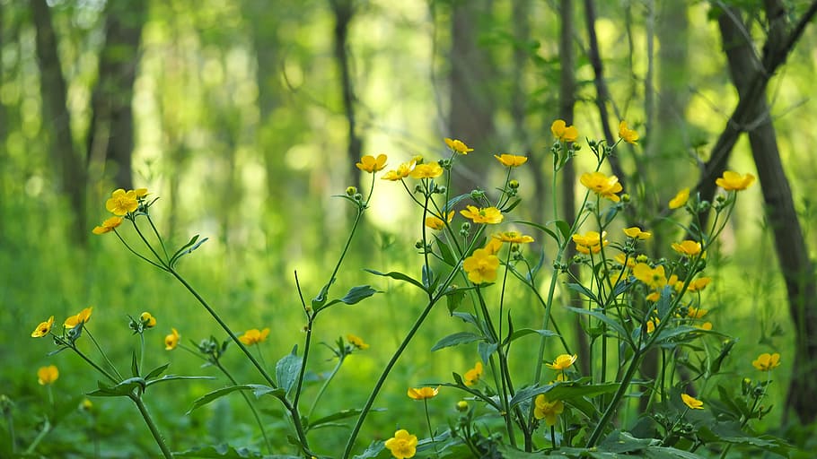 shallow focus photography of flowers, plant, nature, live, flowering plant HD wallpaper