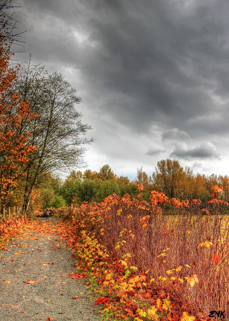 horse, trail, trees, autumn, sky, clouds, outdoors, scenic, HD wallpaper