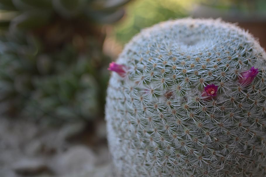 cactus, texture, green, plants, barbed, thorns, flora, nature HD wallpaper