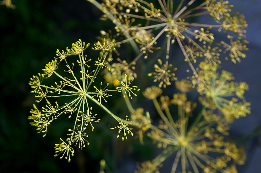 bloom, blossom, yellow, nature, garden, close, plant, bright HD wallpaper