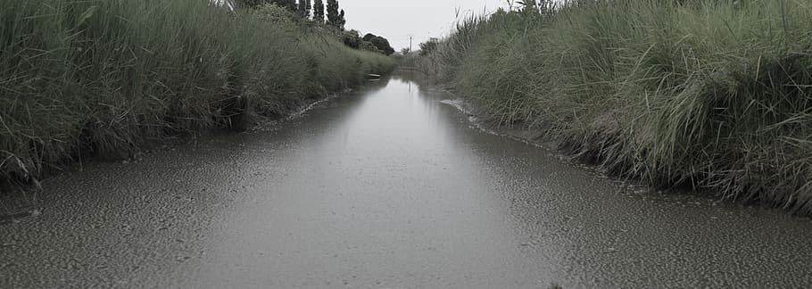 river, reeds, mud, sad, rain, grey, grisaille, nature, road HD wallpaper
