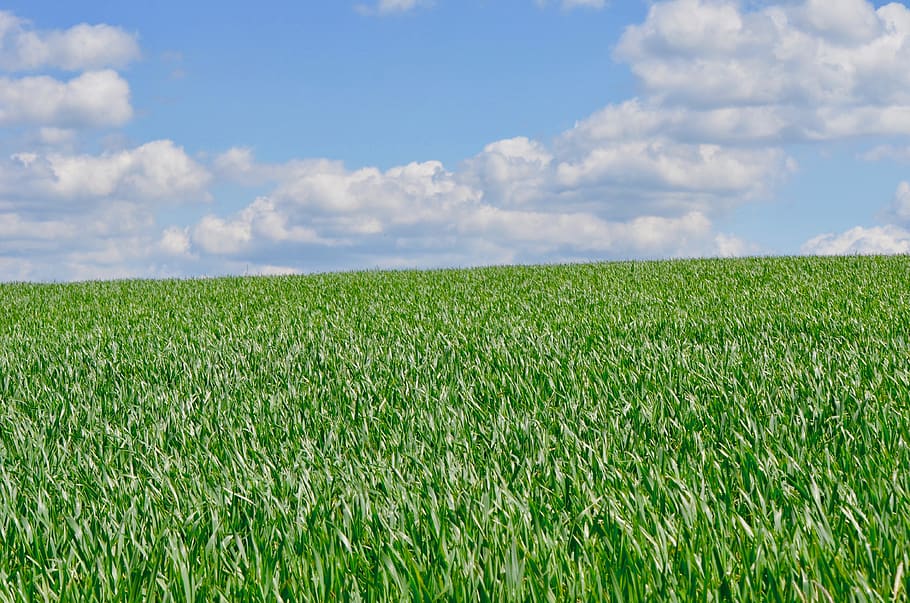 cornfield, sky, clouds, spring, arable, agriculture, landscape HD wallpaper