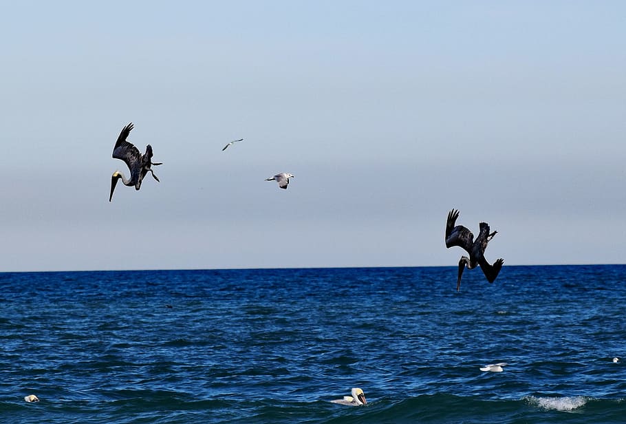 Pelicans, Ocean, Hunting, Diving, Bird, sea, water, nature, HD wallpaper