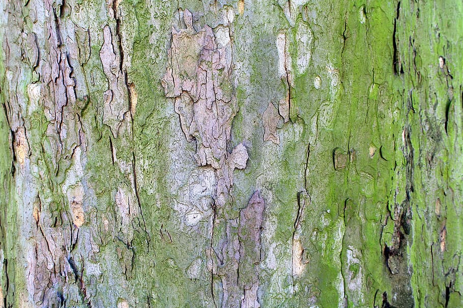 tree, platanus, the bark, texture, abstract, model, nature HD wallpaper