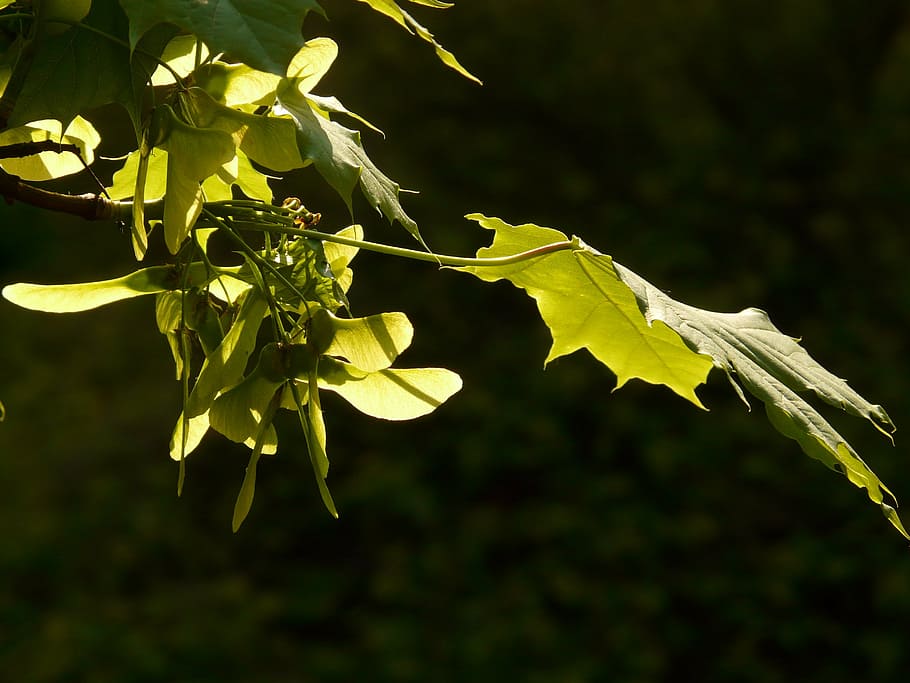 maple, maple leaf, tree, green, veins, norway maple, acer platanoides HD wallpaper