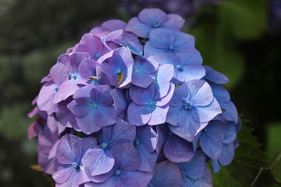hydrangea, violet, pink, flower, flowering plant, fragility HD wallpaper