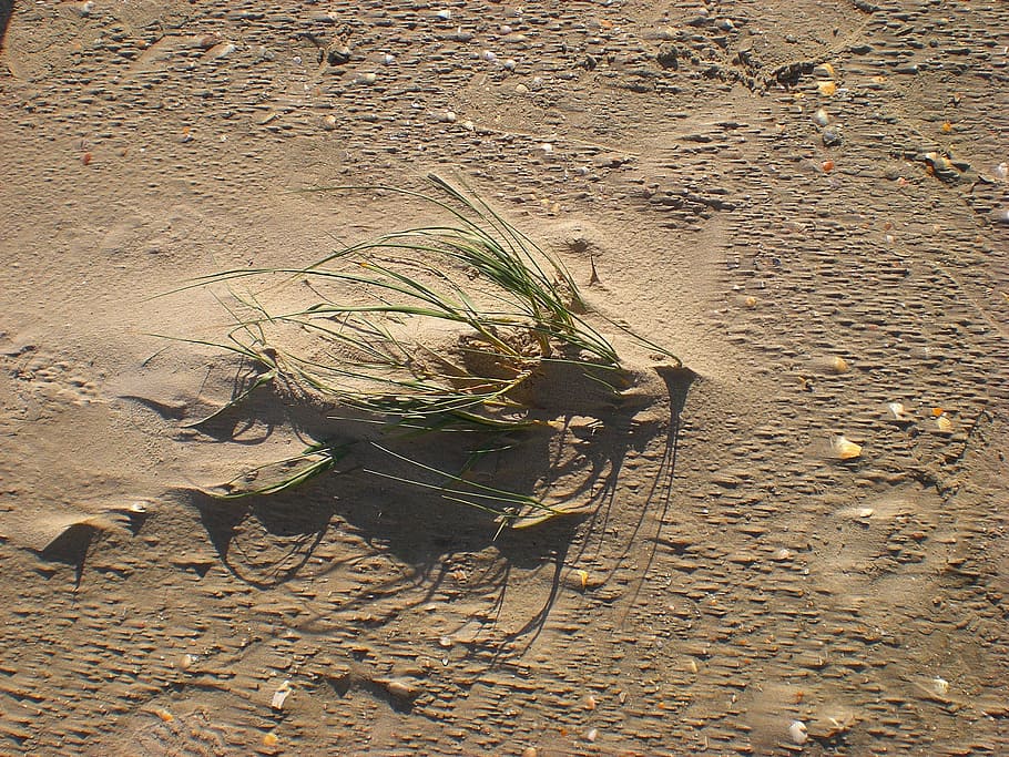 sand, dune, grass, sand beach, plant, wind, dune grass, summer HD wallpaper