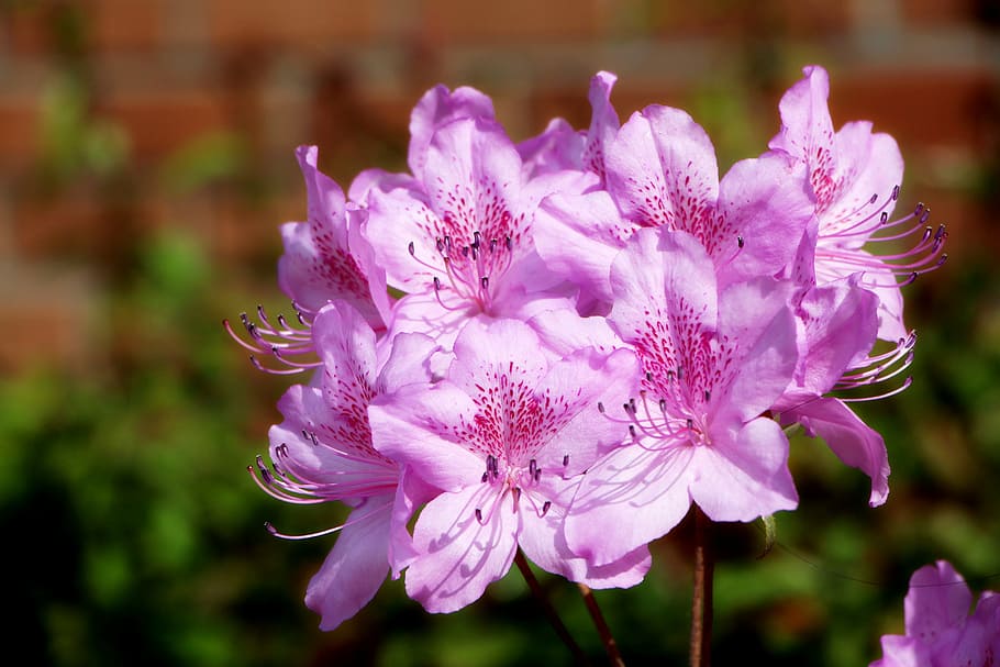 azalea, spring, azalea flowers, plants, april, spring flowers, HD wallpaper