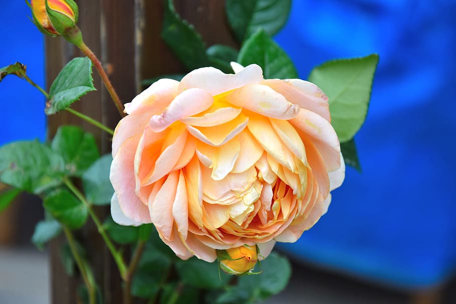 summer, yellow, rose, flowering plant, beauty in nature, petal HD wallpaper