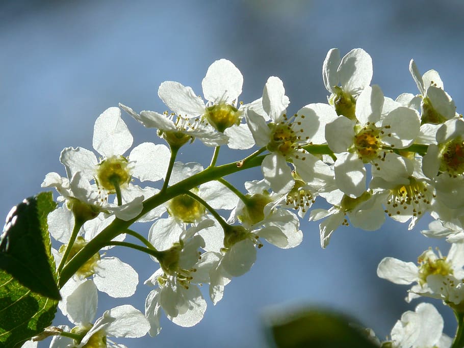 HD wallpaper: common bird cherry, flowers, prunus padus, black cherry ...