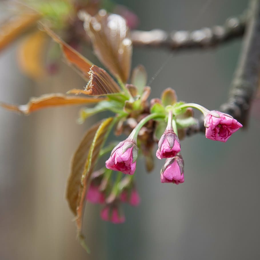 flowers, sakura, spring, nature, branch, plant, close-up, tree HD wallpaper