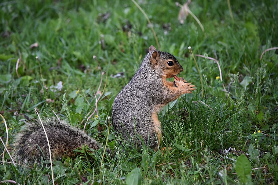 squirrel, peanut, wildlife, paws, feeding, nature, mammal, brown HD wallpaper