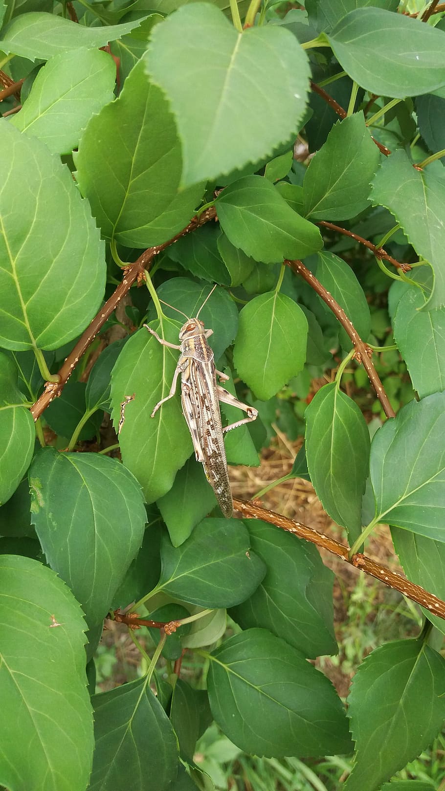 Grasshopper, Insect, Nature, leaf, one animal, animals in the wild HD wallpaper