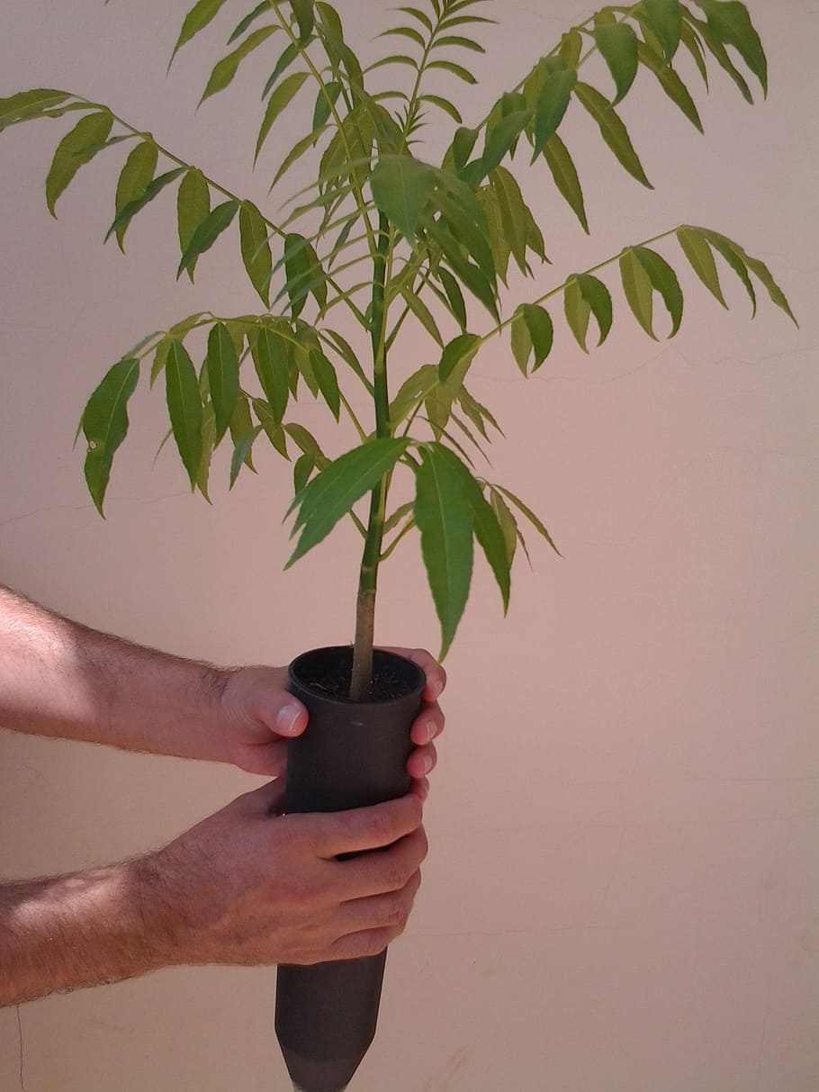seedlings, plants, trees, human hand, holding, human body part HD wallpaper