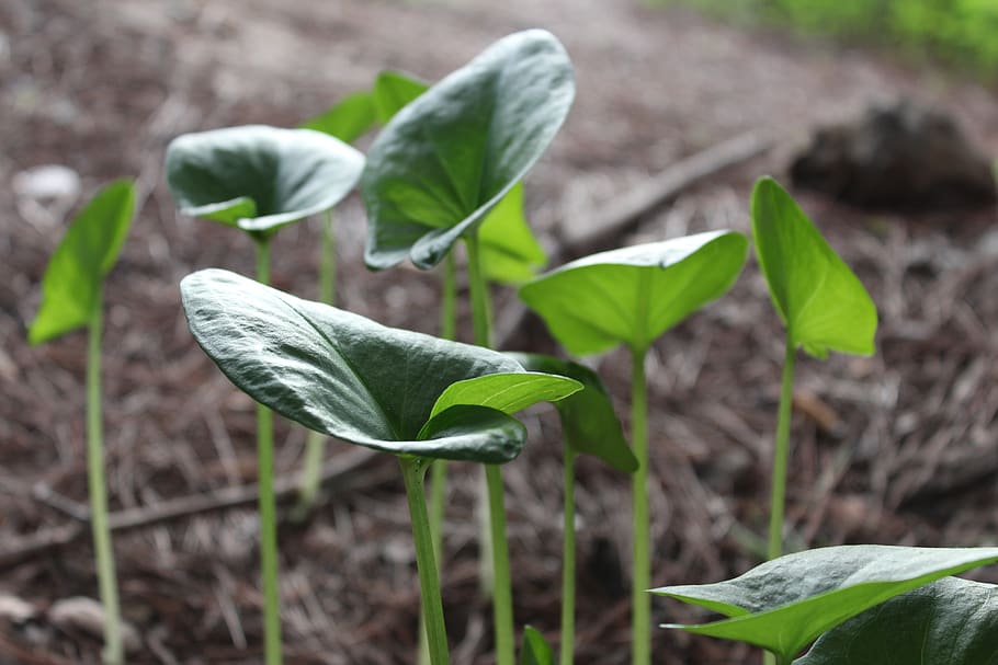 nature, leaf, plant, soil, plant part, growth, green color HD wallpaper