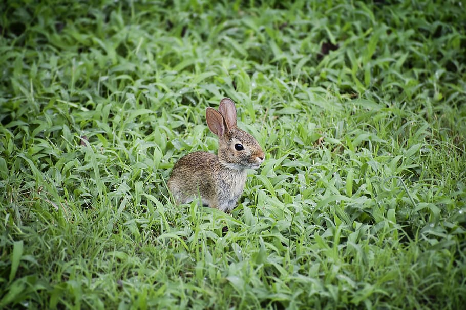 brown rabbit on green grass, baby bunny, baby rabbit, cute, animal, HD wallpaper