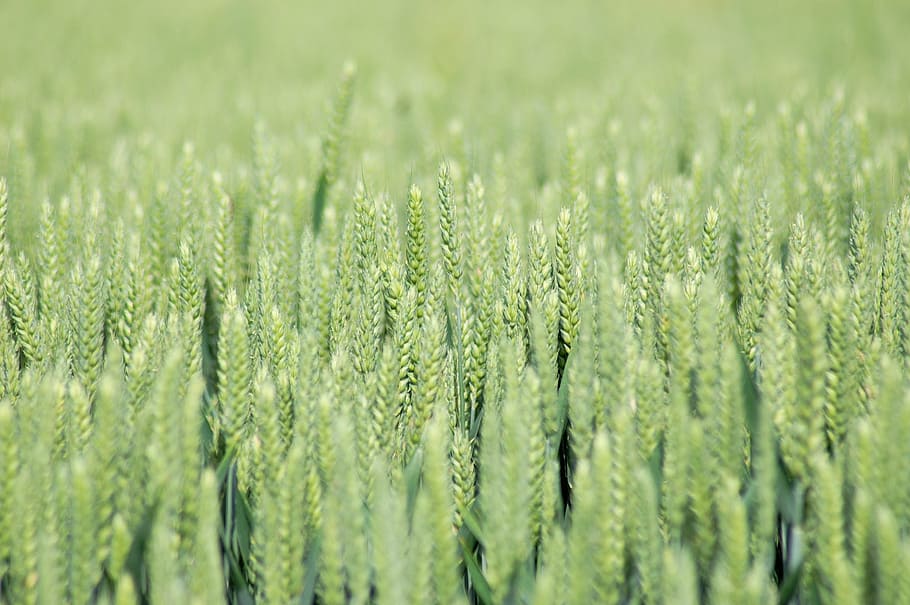 fields, wheat fields, epi, cereals, harvest, agriculture, agricultural HD wallpaper
