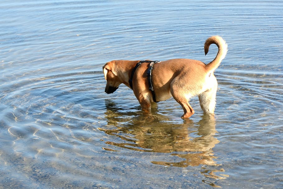 dog, brown, young dog, quadruped, play, great, search, floor HD wallpaper