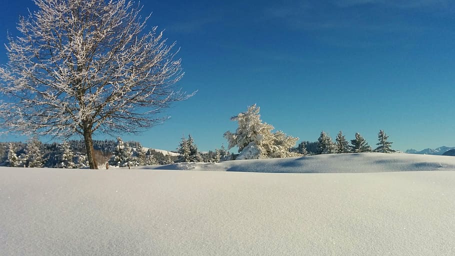 wintry, tree, switzerland, blue, white, snow, cold temperature HD wallpaper
