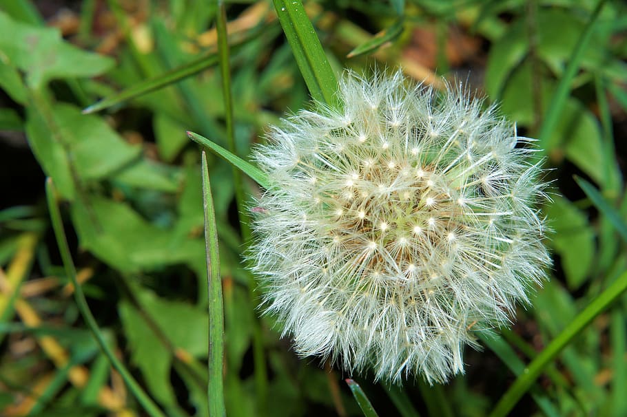 dandelion, flower, nature, spring, close, plant, fragility HD wallpaper