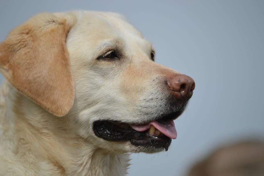 close-up photography of yellow Labrador retriever, dog, pet HD wallpaper