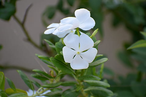 HD wallpaper: periwinkle, sada bahar, white, white flower, vinca, alba,  catharanthus roseus | Wallpaper Flare