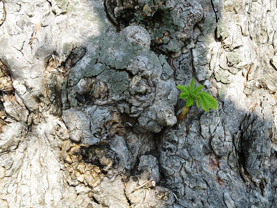 trees, chestnut trunk, plants shoot, curious, small, growth HD wallpaper