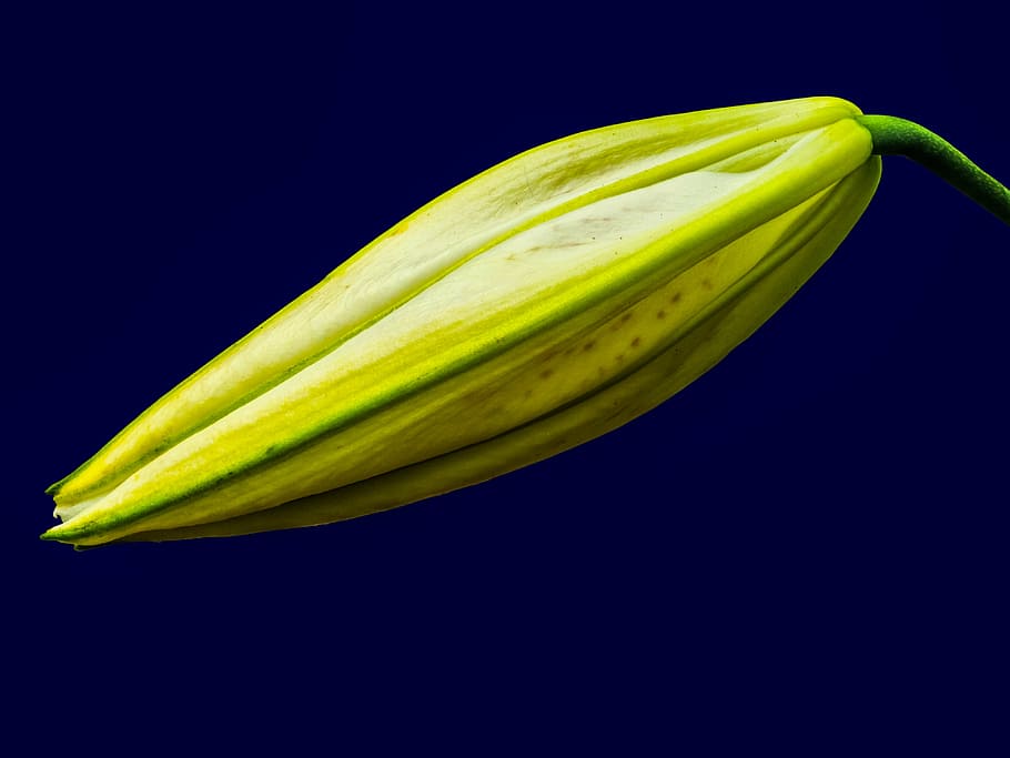 lily, blossom, bloom, flower, white, closed, studio shot, food and drink HD wallpaper