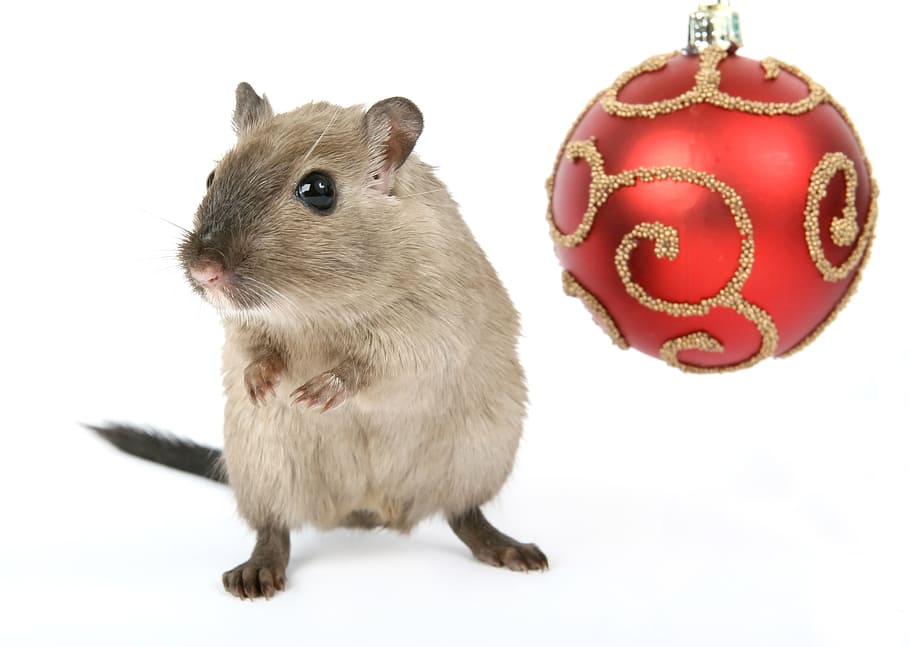 brown rat, animal, celebration, christmas, claus, close, concept