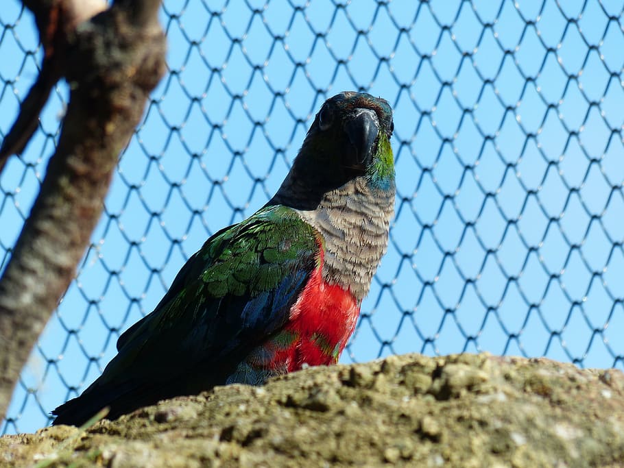 parakeet, bird, cage, conure, pyrrhura, neuweltpapagei, real parrot HD wallpaper