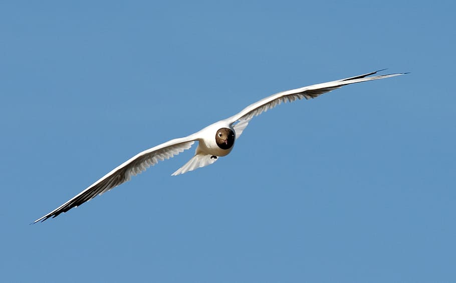 gull, flight, bird, fly, flying, vertebrate, animal, animal themes HD wallpaper