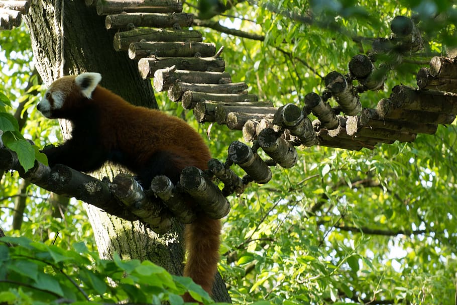 red panda, green, tree, zoo, climber, food, panda bear, animal themes HD wallpaper