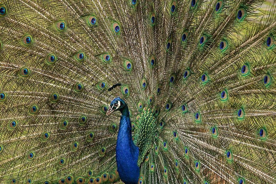 peacock, bird, feather, ritual, animal themes, peacock feather HD wallpaper