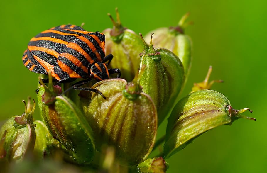 Beetle, Red, Black, Nature, Flower, Bug, sheet, bloom, spring HD wallpaper