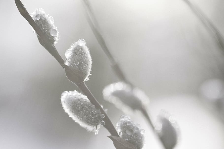 willow, spring, easter, nature, plant, close-up, winter, cold temperature HD wallpaper
