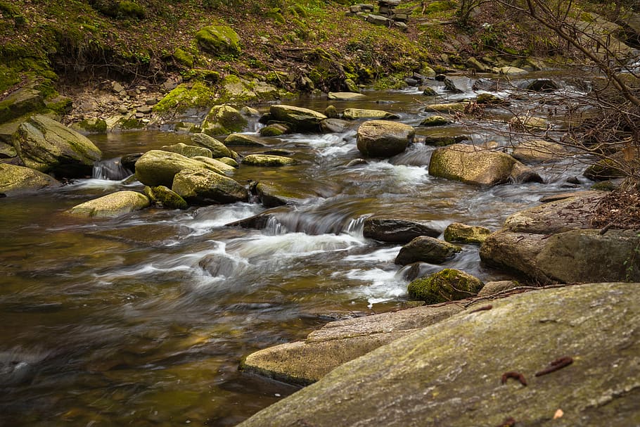branches, cascade, environment, flow, forest, landscape, moss HD wallpaper