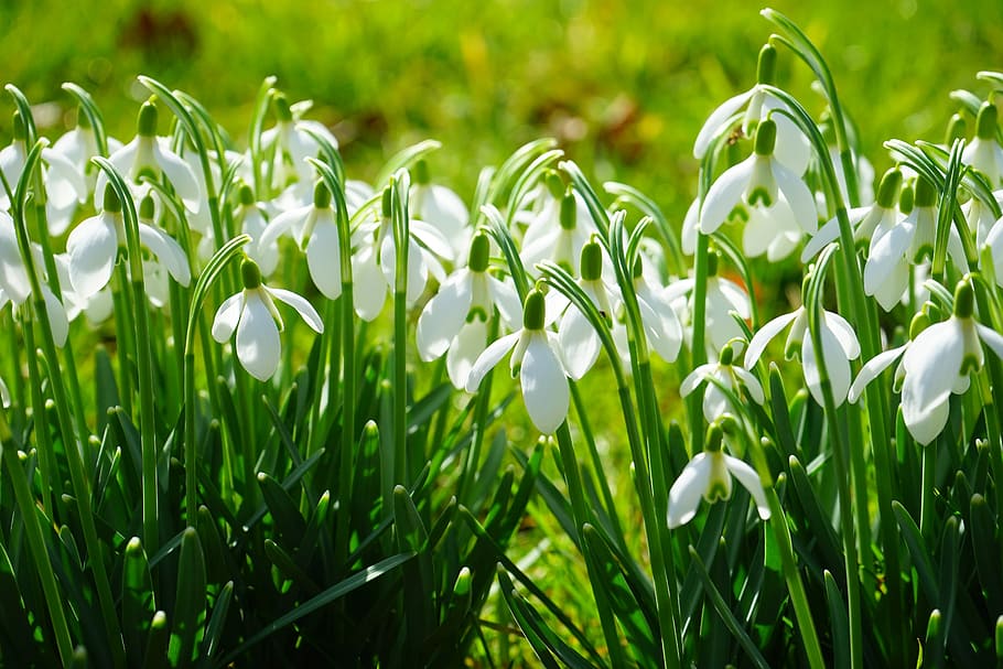 snowdrop, blossom, bloom, spring flower, plant, close, macro HD wallpaper