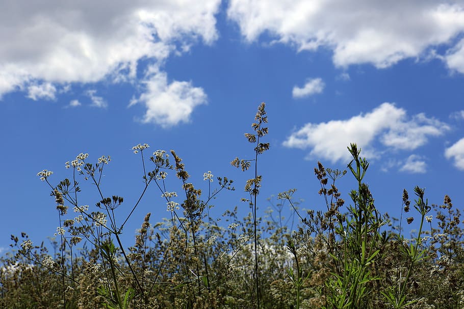 Meadow, Grass, Clouds, Nature, sky, green, blade of grass, field HD wallpaper