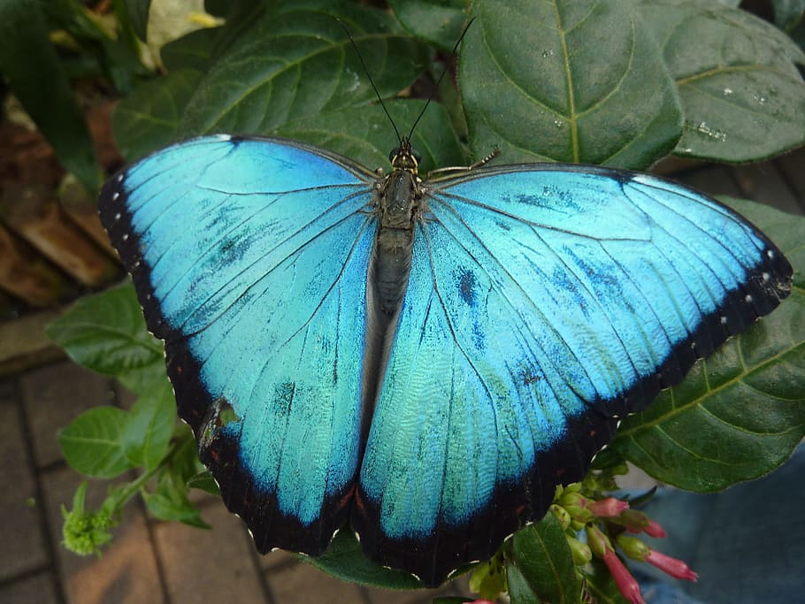 Butterfly, Close, Wing, blue, insect, butterfly - Insect, nature HD wallpaper