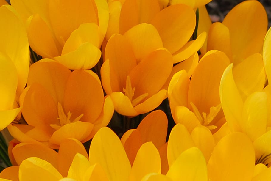 flower, crocus, yellow, spring, freshness, flowering plant HD wallpaper