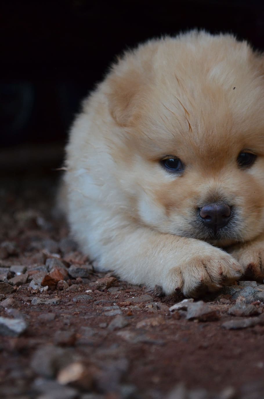 brown chow chow puppy lying on ground close-up photo, Puppy, Chow