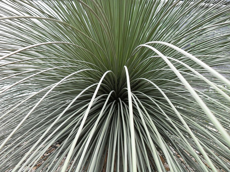 Plant, Cactus, Thin, long, no people, full frame, close-up HD wallpaper