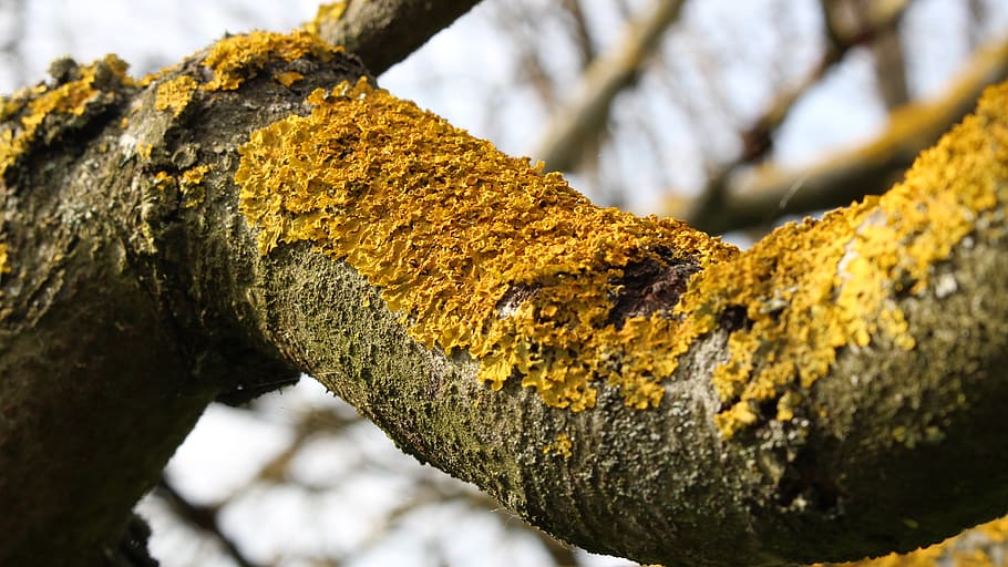 bark, lichens, tree, branch, yellow lichens, trees, branches HD wallpaper