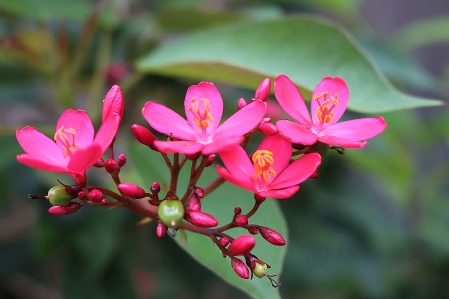 flower, nature, flora, leaf, summer, flowering plant, fragility HD wallpaper