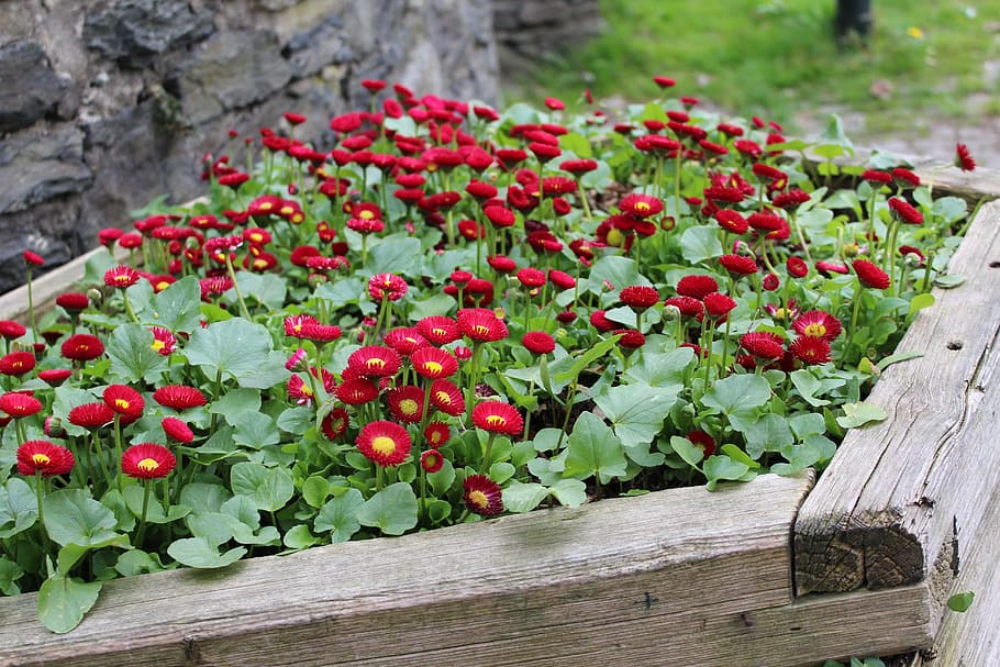 flower bed, spring, plant, growth, freshness, red, nature, green color HD wallpaper