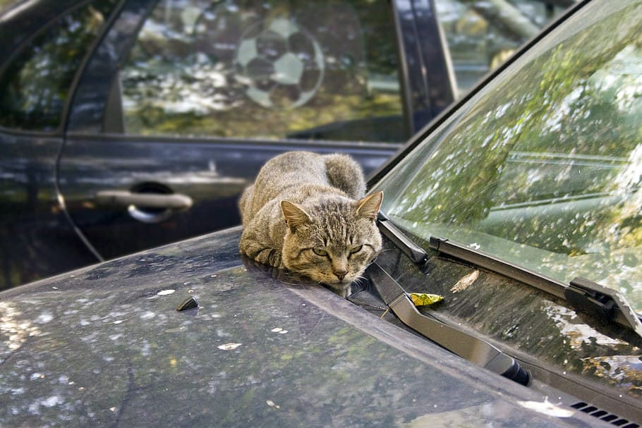 cat, machine, janitor, dream, autumn, heat, yard, kitten, fatigue HD wallpaper